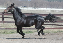 Orecchietti 100427-5